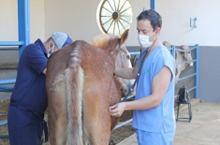 Curso de Cólica Equina