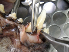 Curso de Periodontia em Pequenos Animais