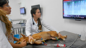 Unidade de Ensino de Pequenos Animais