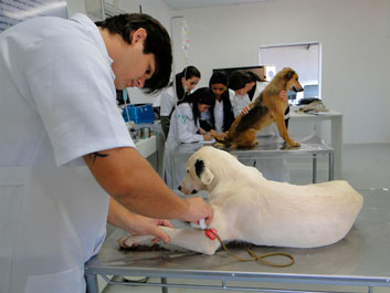 Unidade de Ensino de Pequenos Animais